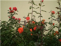2ce799f9-Picture 5368.jpg
